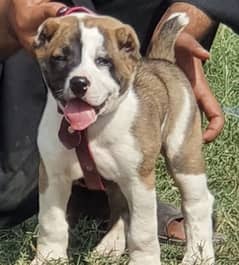 alabai dog male 2 months for sale security dog alabai