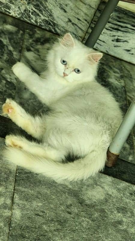 persian triple coated available for sale 1