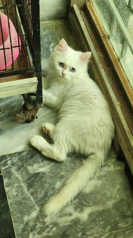 persian triple coated available for sale 2