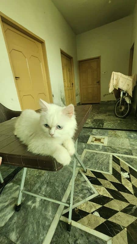 persian triple coated available for sale 3