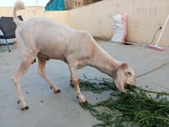 urgent for sale pure 2 dant bakra