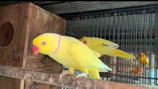 Yellow Breeder Pair 0