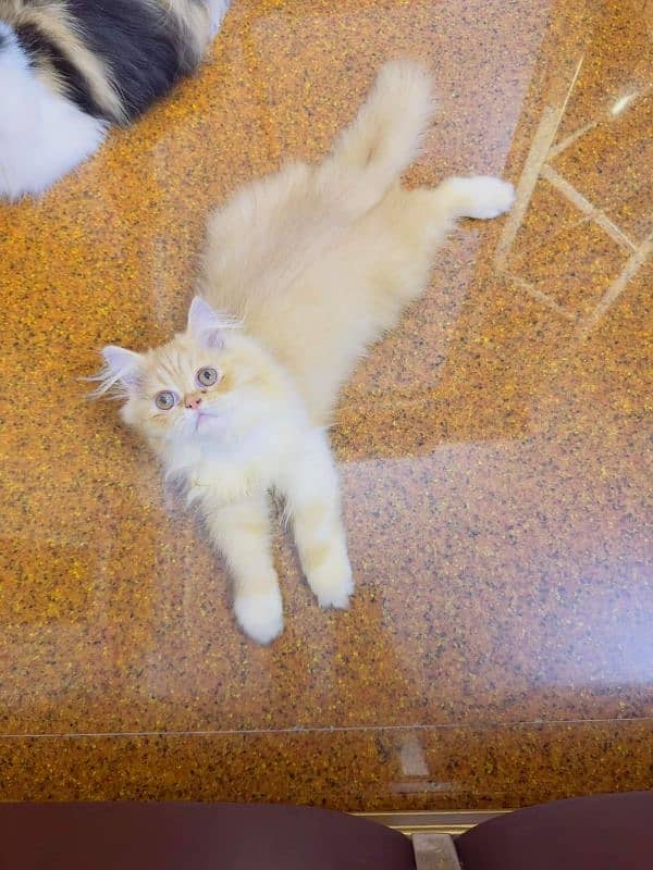 Persian Cats Available 03207679060 Whattsapp Contact me 3