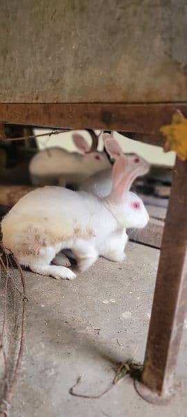 Aseel Chicks and Rabbits 3 For sale 7