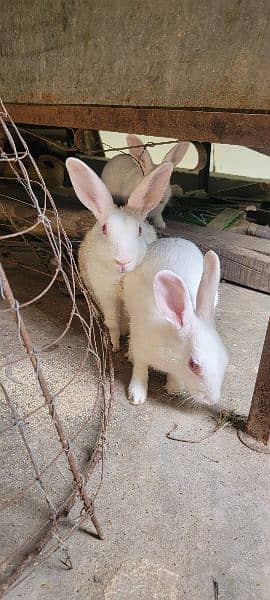 Aseel Chicks and Rabbits 3 For sale 12