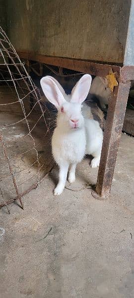 Aseel Chicks and Rabbits 3 For sale 11