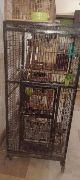 Green Parrot with cage 2