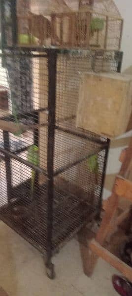 Green Parrot with cage 3