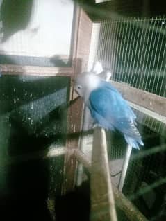 lovebirds for sale 3pair breeder and cage