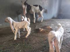 desi goat | bakri | goat baby | bakry