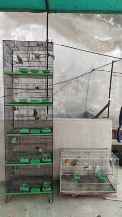 Love Birds Setup With Cages & Boxes For Sale Urgent.