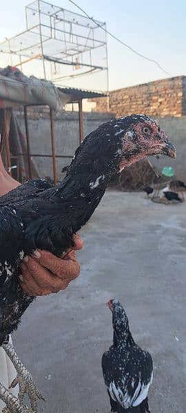 Aseel Hens For Sale 2