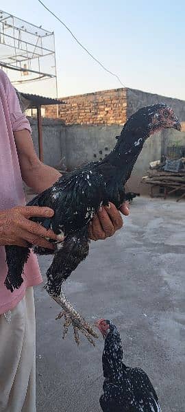 Aseel Hens For Sale 4