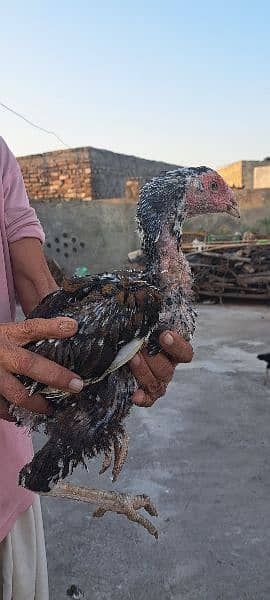 Aseel Hens For Sale 5