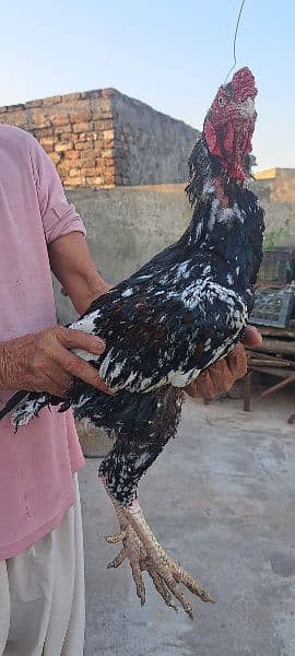 Aseel Hens For Sale 6