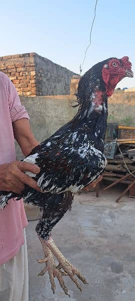 Aseel Hens For Sale 7