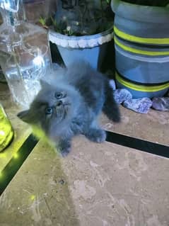 Persian Cats Available 03207679060 Whattsapp Contact me