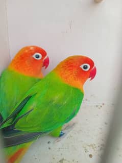 Love birds