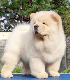 chow chow puppies available