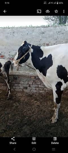 frizan karas cow hay 13litar milk 03416969312