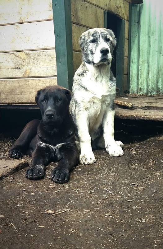 Big bone Alabai puppies available now. 3