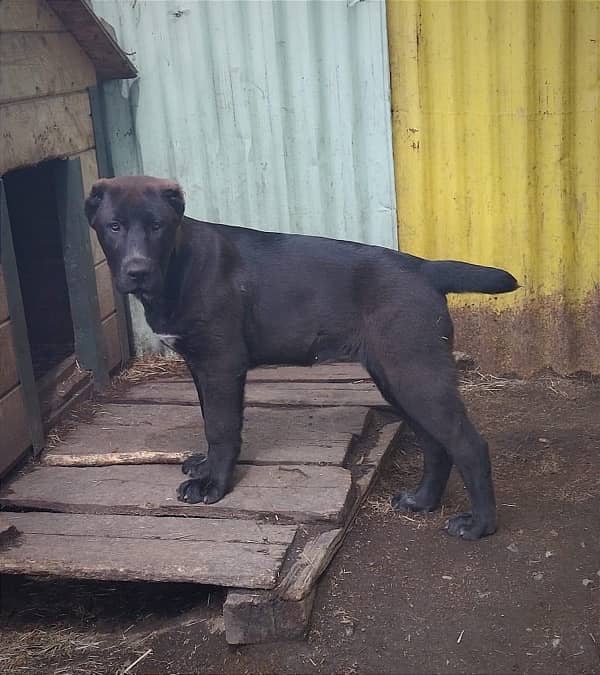 Big bone Alabai puppies available now. 5