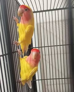 Love bird Latino  cage bhi 0