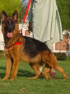 German shepherd female full long cort show quality