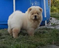 chow chow pup available now