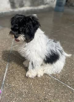 white and black shih tzu FOR SALE