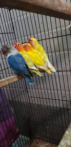 lovebirds