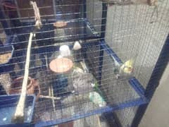 Parrot for sell price 4.3k 0