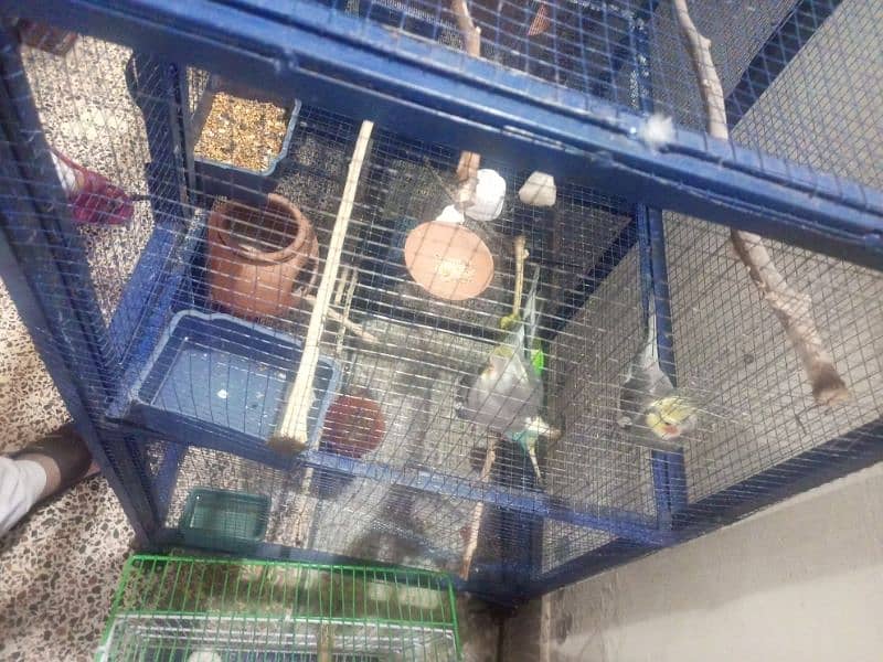 Parrot for sell price 4.3k 2