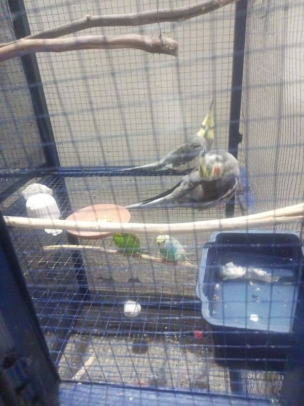 Parrot for sell price 4.3k 3