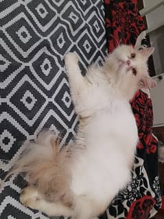 Persian cute lite bicolour peki bloodline adult male. 0