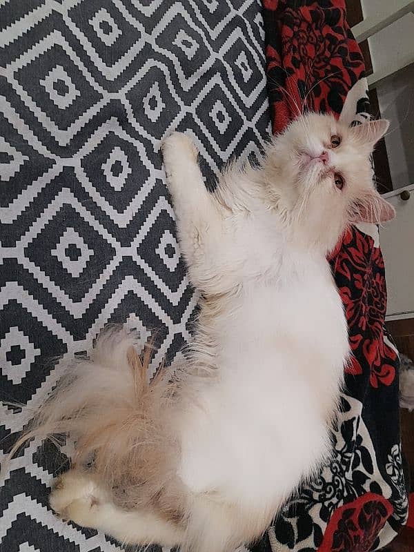 Persian cute lite bicolour peki bloodline adult male. 0