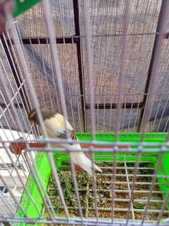 canary male new stock