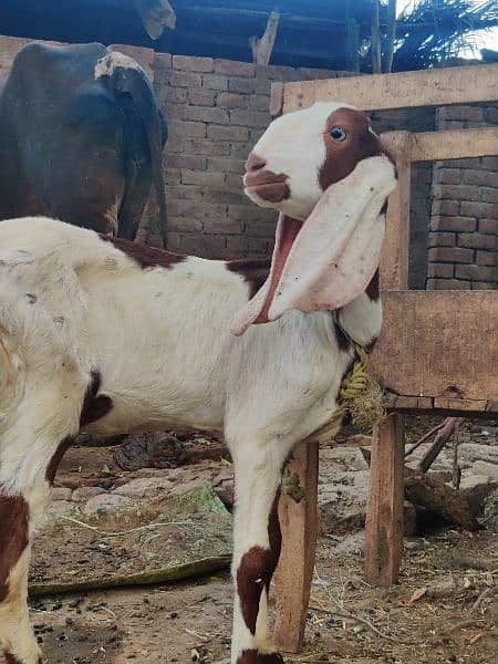 Female Goat for sale 1