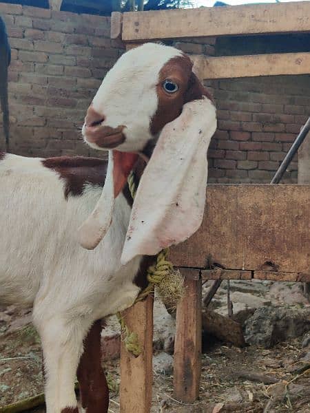 Female Goat for sale 2