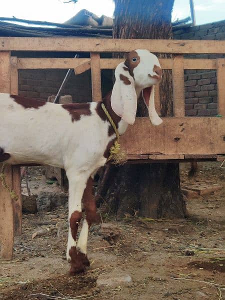 Female Goat for sale 3