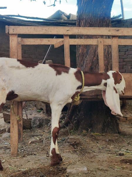 Female Goat for sale 4