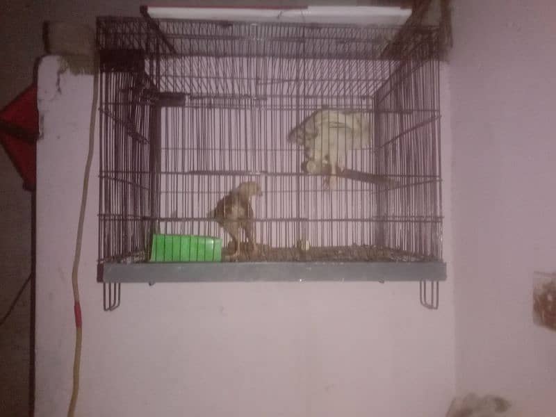 4 cage 2/1.5 in new condition reasonable price 1