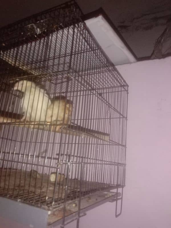 4 cage 2/1.5 in new condition reasonable price 2