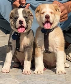 alabai security Dog 2 month pair for sale heavy bone