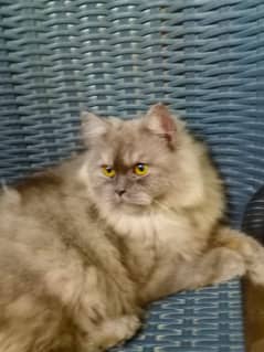 Persian male cat triple coat