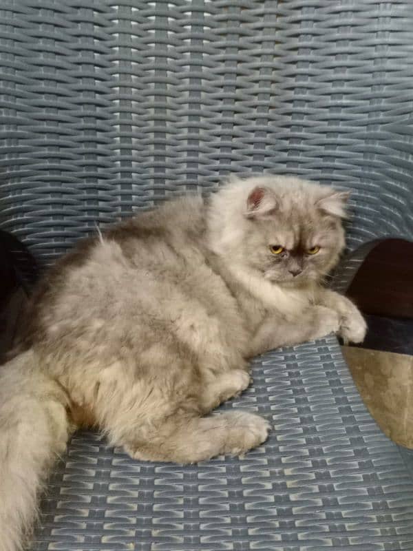 Persian male cat triple coat 1