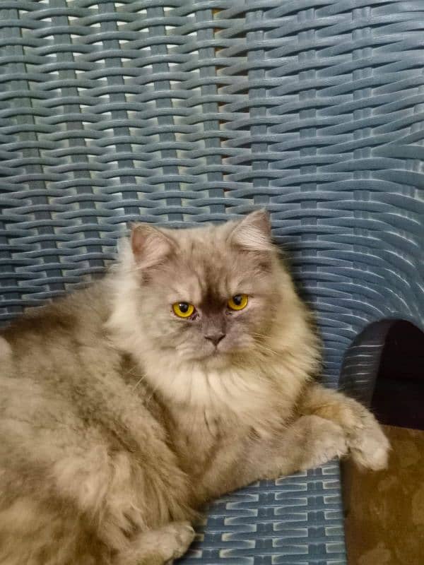 Persian male cat triple coat 2