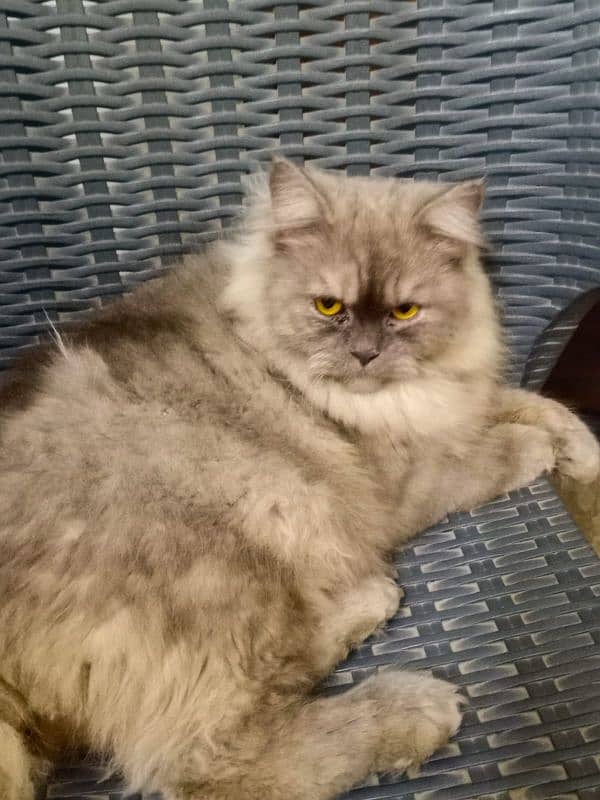 Persian male cat triple coat 5