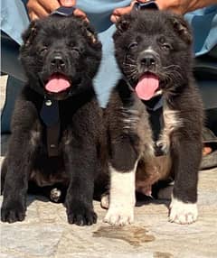 alabai security Dog 2 month pair for sale heavy bone