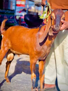 bakra lal nagra